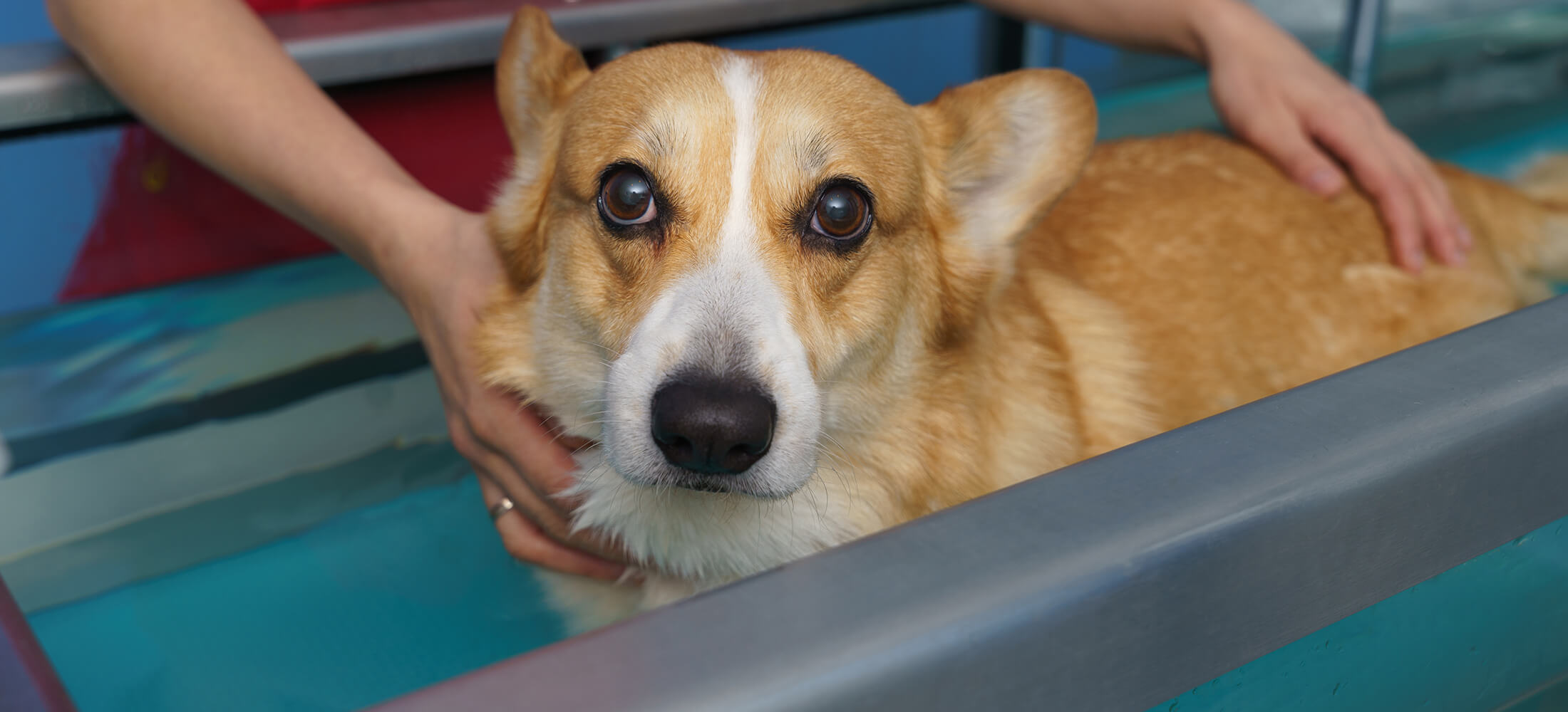 Canine physical therapy near me