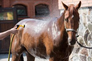 how to bathe a horse in Yavapai County