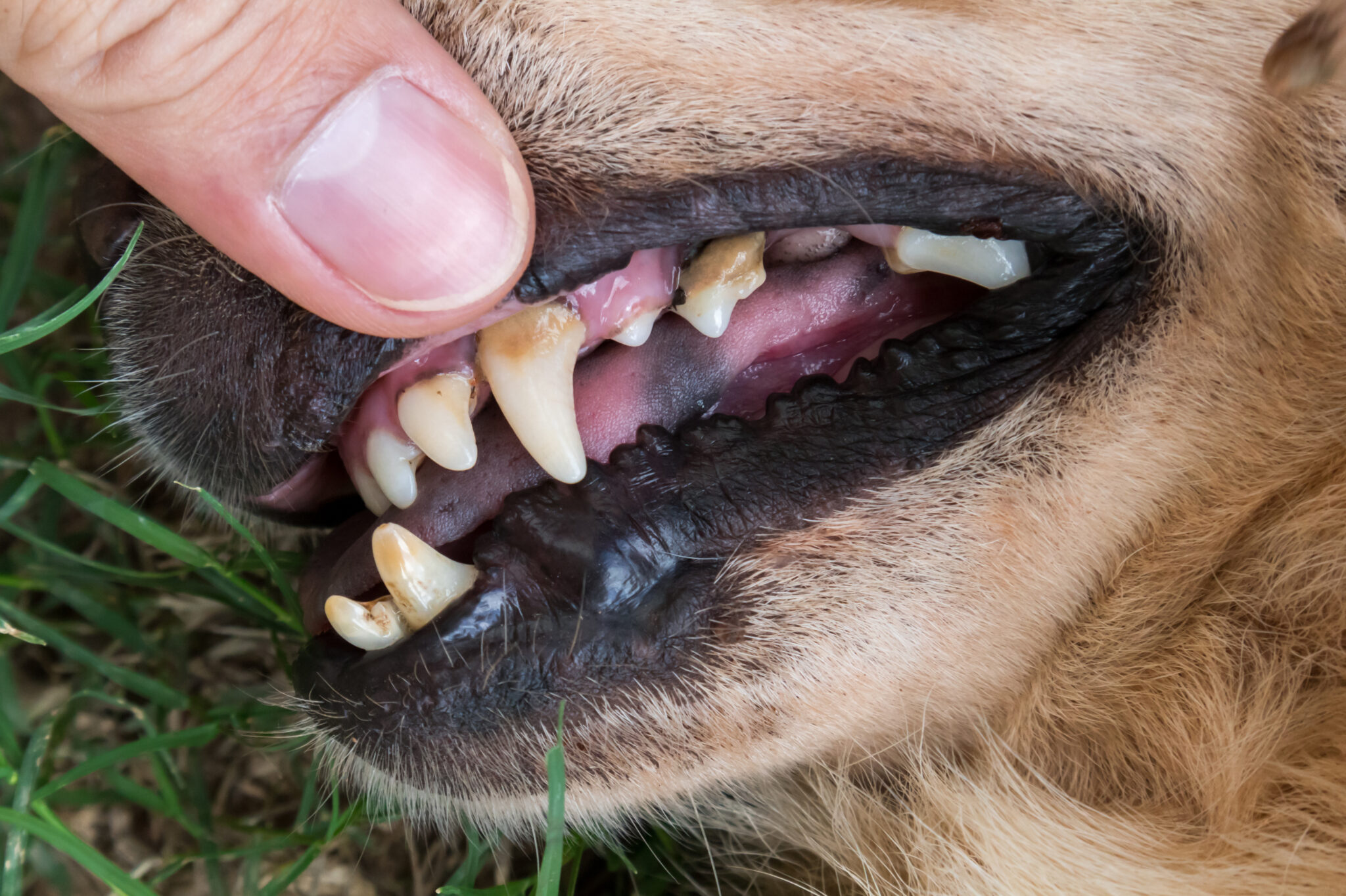 Dog Tooth Decay Stages | Chino Valley Animal Hospital