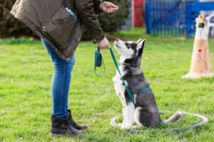 dog-training-with-owner
