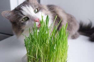 cat eating grass plant