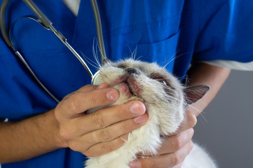 vet-examining-dermatitis-around-cat's-mouth