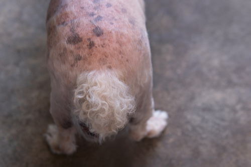close-up-of-senior-poodle-dog's-rear-end-with-black-spots