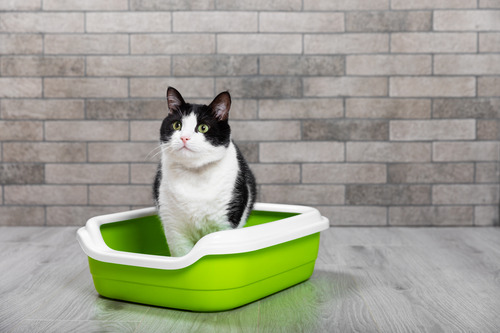 black-and-white-cat-sitting-in-green-litterbox