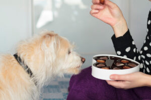 Woman-eating-valentines-chocolate-on-bed-and-dog-sniffing-the-box