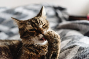 cat-licking-his-paw-on-bed