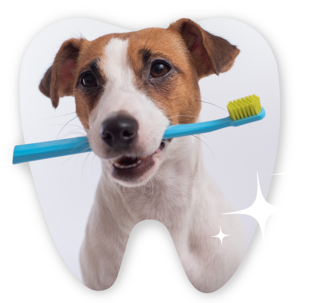 dog with blue toothbrush