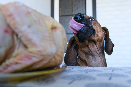 dachshund dog licks its nose as it watches turkey dinner on the table