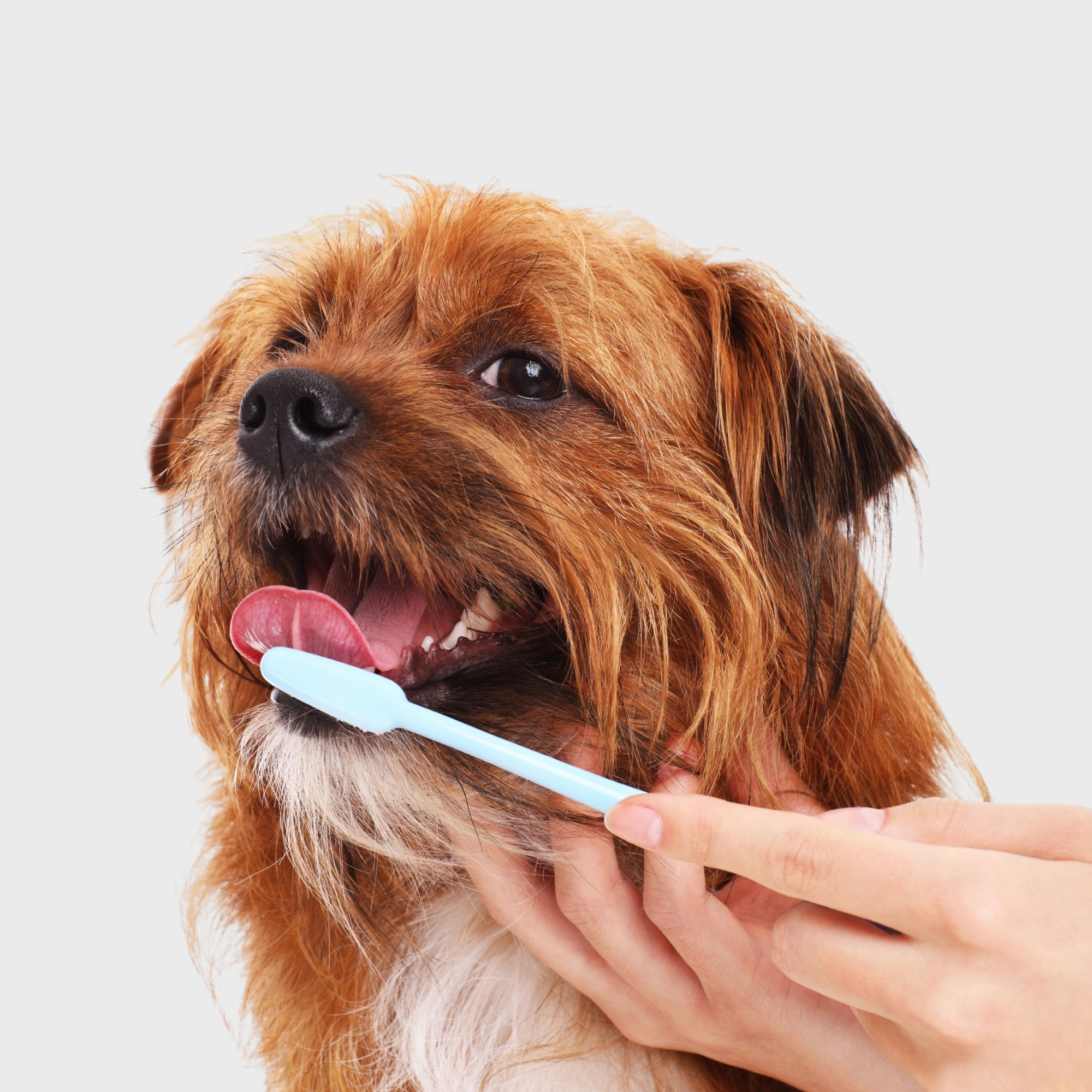 person brushing dog's teeth