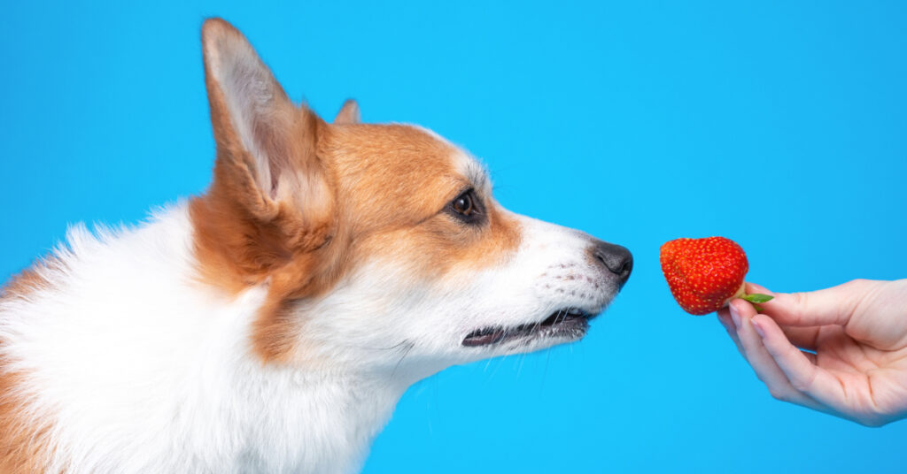 owner offering corgi dog a strawberry against a blue background