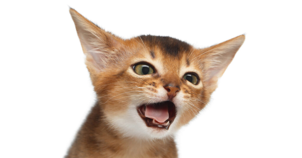 close up of kitten coughing on a white background