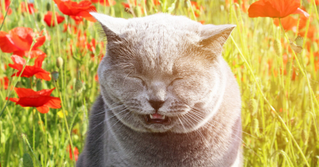 gray cat sneezing in a field of flowers on a sunny day