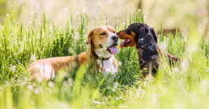 two dogs playing together in a grassy field on a sunny day