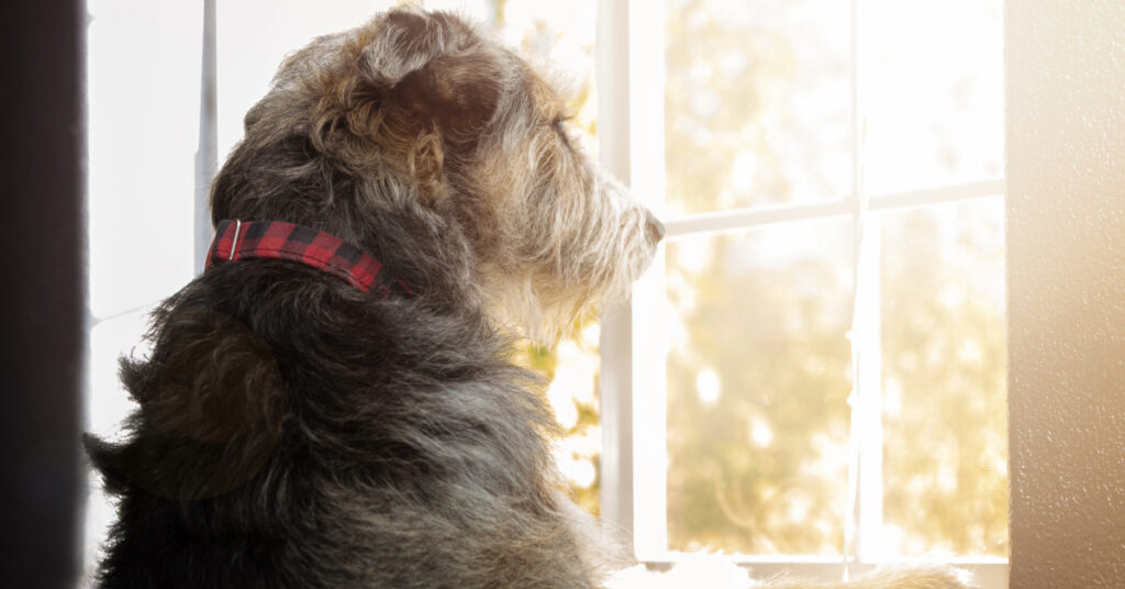 dog at home looking out the window for their owner